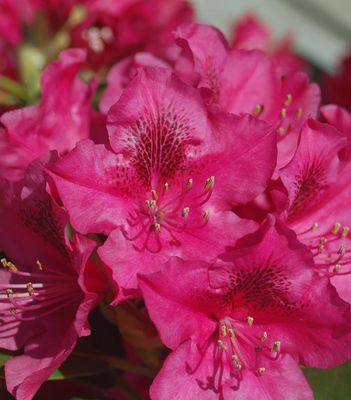 Large Broadleaf Rhododendrons
