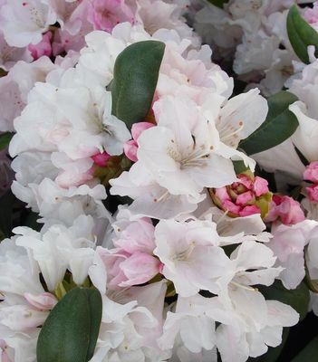 Smirnowii &amp; Yakusimanum Rhododendrons