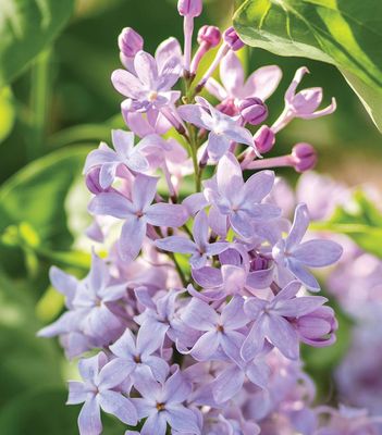 Common Lilacs- Syringa