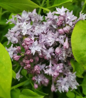 Hyacinthiflora Lilacs- Syringa