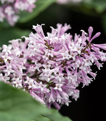 Dwarf Lilacs- Syringa