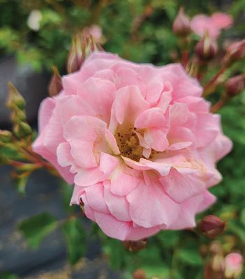 Drift Roses