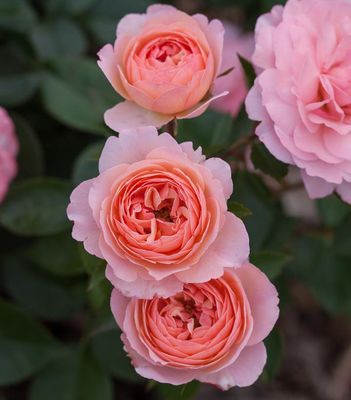 Easy Elegance Roses