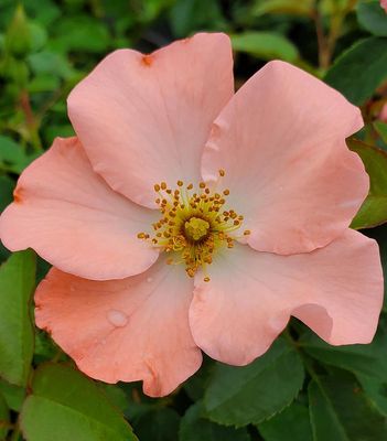 Flower Carpet Roses, Groundcover