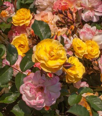 Hardy Landscape Roses