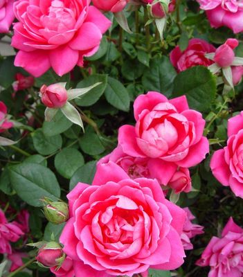 Knock Out Roses