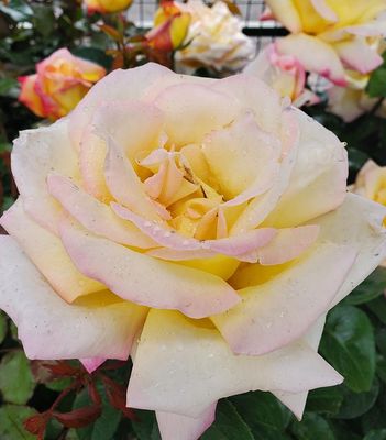Hybrid Tea Roses