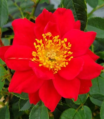 Proven Winners Roses