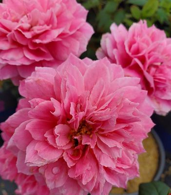 True Bloom Roses