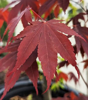 Japanese Upright Maples
