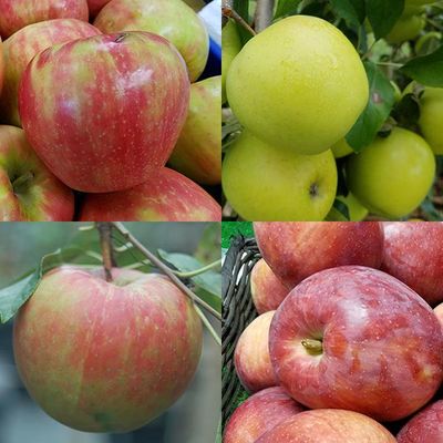 Multi-Apple, Malus