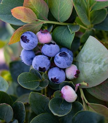 Edible Plants- Bushel and Berry
