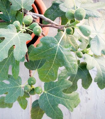 Fig- Ficus