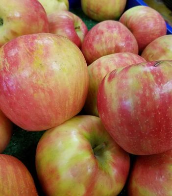 Apple- Malus