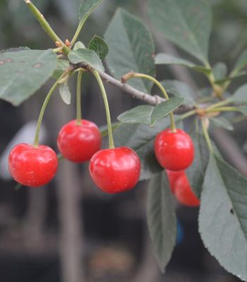 Cherry- Prunus
