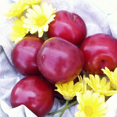 Plum- Prunus