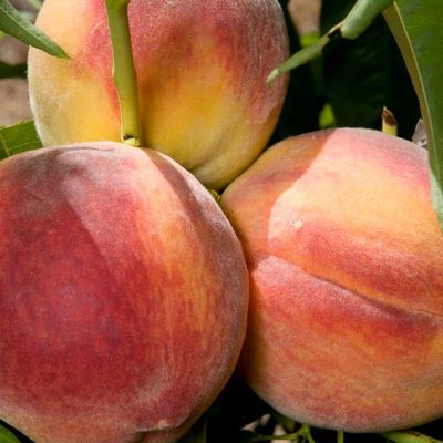 Peach- Prunus