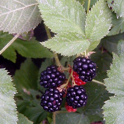 Raspberry/Blackberry- Rubus