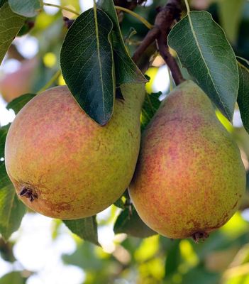 Pear- Pyrus