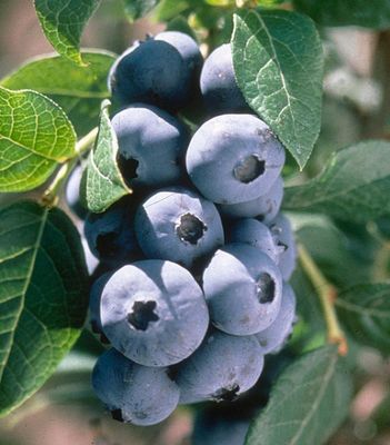 Highbush Blueberry- Vacinium