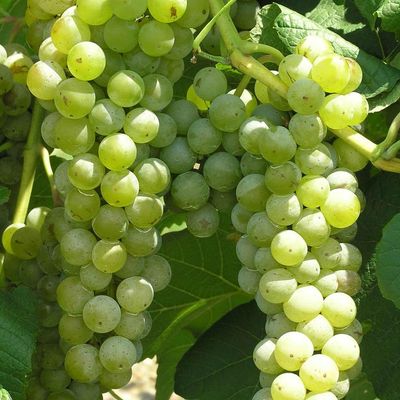 Grapes- Vitis