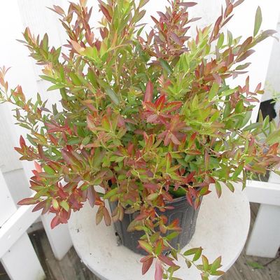 Lowbush Blueberry- Vacinium