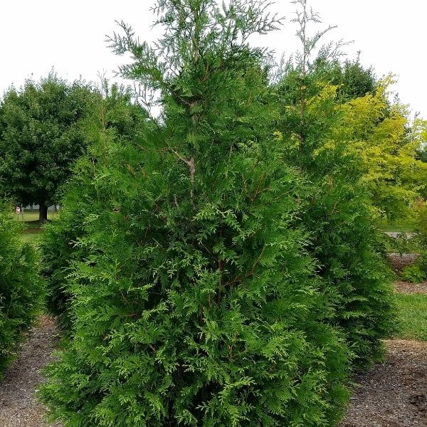 Thuja pli. &#39;Green Giant&#39; 4-4.5&#39; #10C