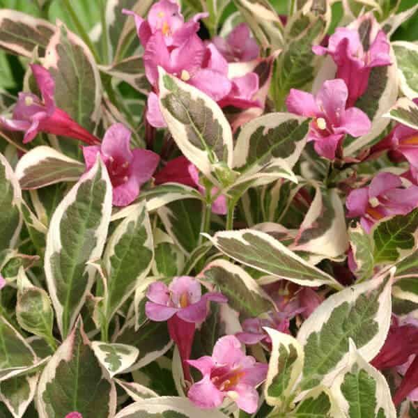 Weigela f. My Monet R PW PP# 16,824 Super Impact #3C