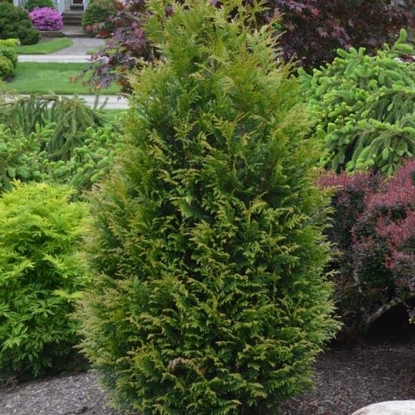 Thuja x &#39;Junior Giant&#39; PP#31,297	2.5-3&#39; #3C