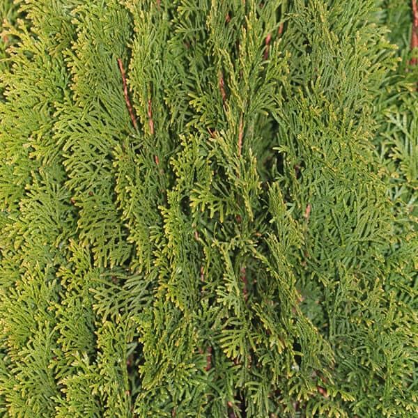 Thuja occ. &#39;Emerald Green&#39;4-4.5 #10C