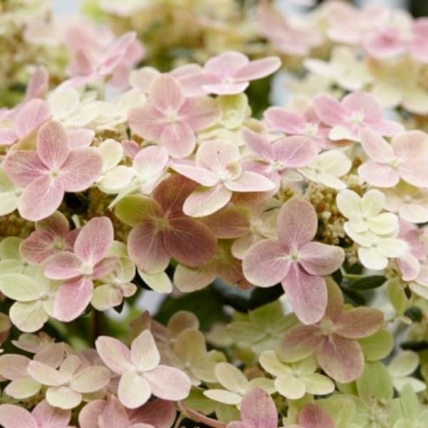 Hydrangea pan. &#39;Early Evolution&#39; Super Impact #3C