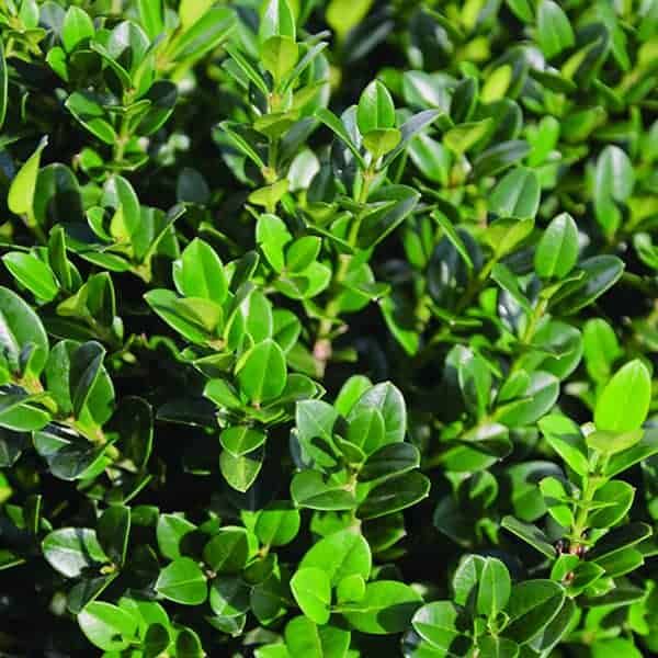 Buxus m.&#39;Little Missy&#39; PP#24,703 Impact #2C