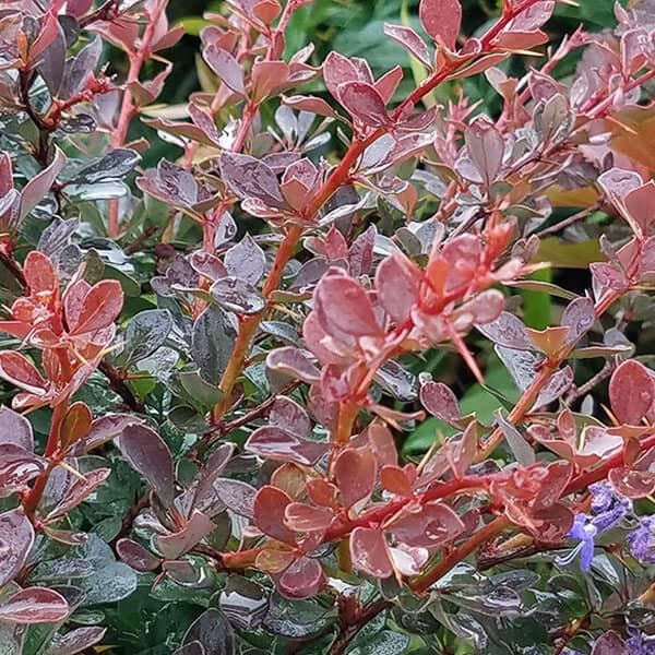 Berberis thu. WorryFree® Crimson Cutie® Impact #2C