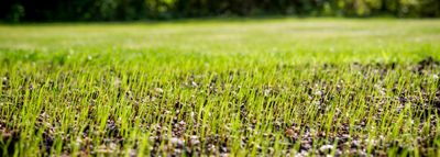 Starter Fertilizer with Weed Control