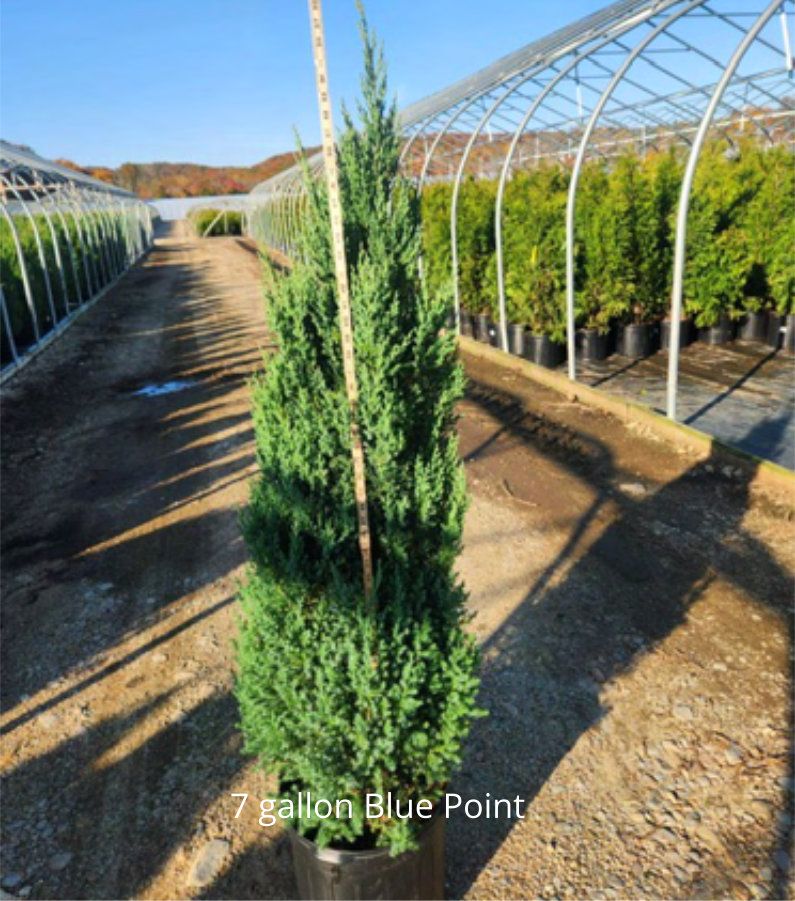 JUNIPERUS CHINENSIS `BLUE POINT` #7