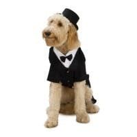 Pet Costumes