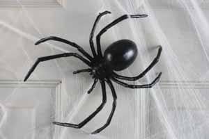 6&quot; Black Widow Spider