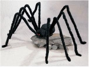 Black Giant Spiders