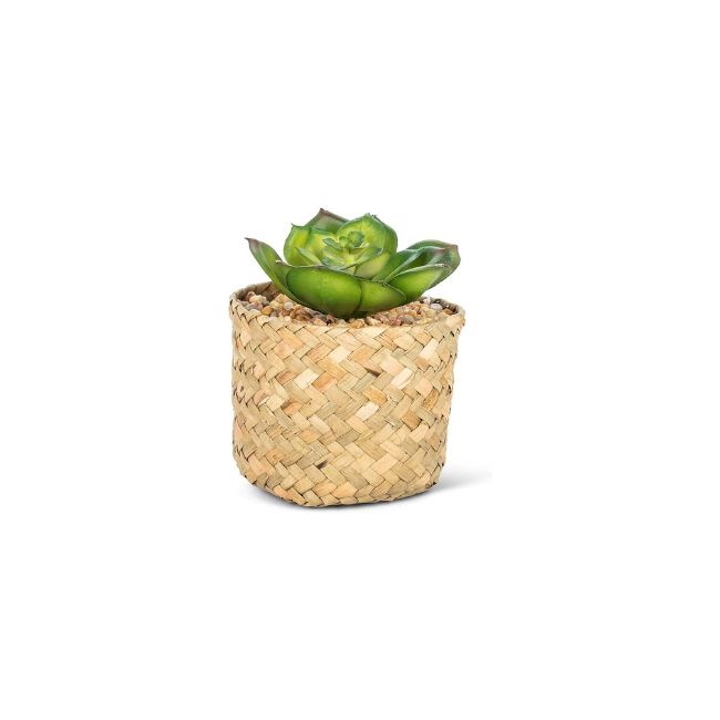 Prince Succulent In Basket