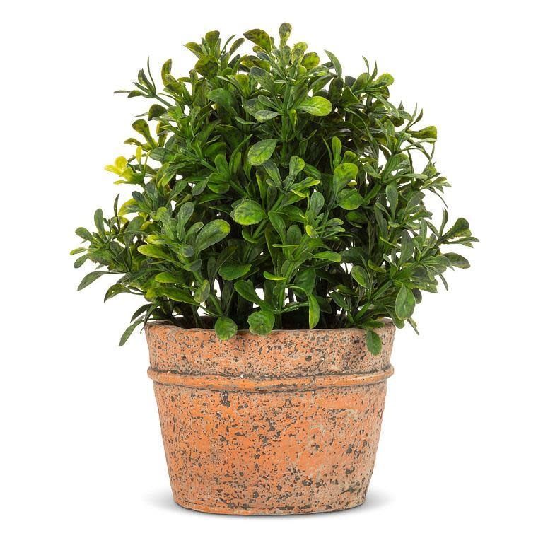 Boxwood Plant In Natural Pot