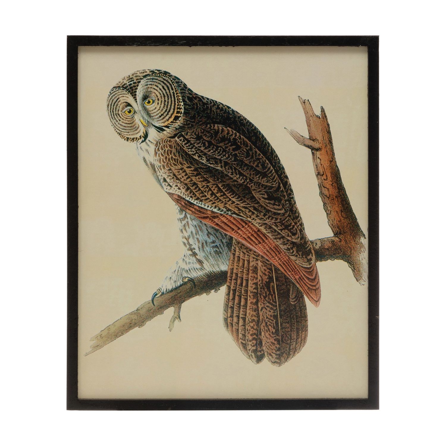 16&quot;W X 20&quot; H OWL REPRODUCTION