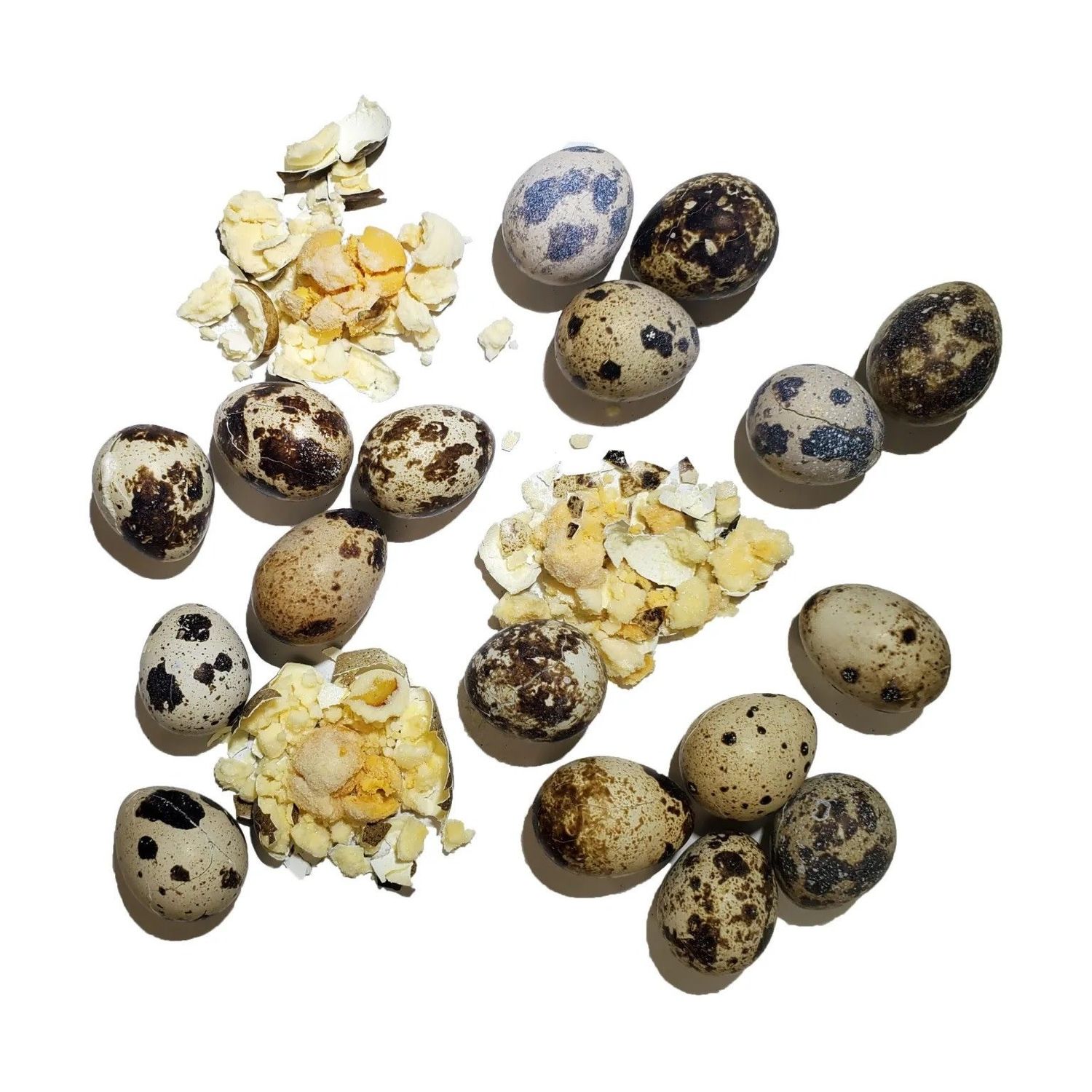 SAVAGE CAT FREEZE DRIED QUAIL EGGS 2.75Z