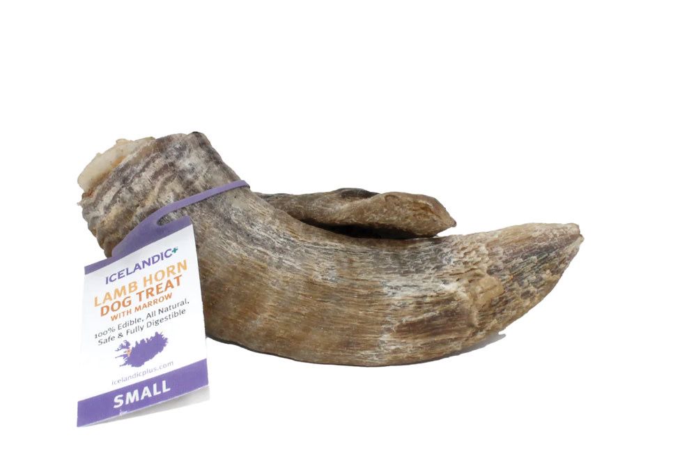 ICELANDIC LAMB HORN SM