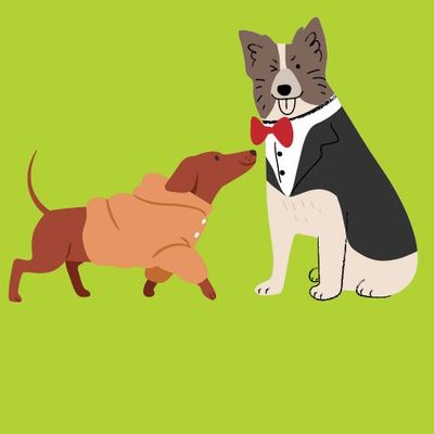 DOG APPAREL