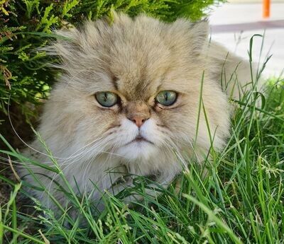 CHAT