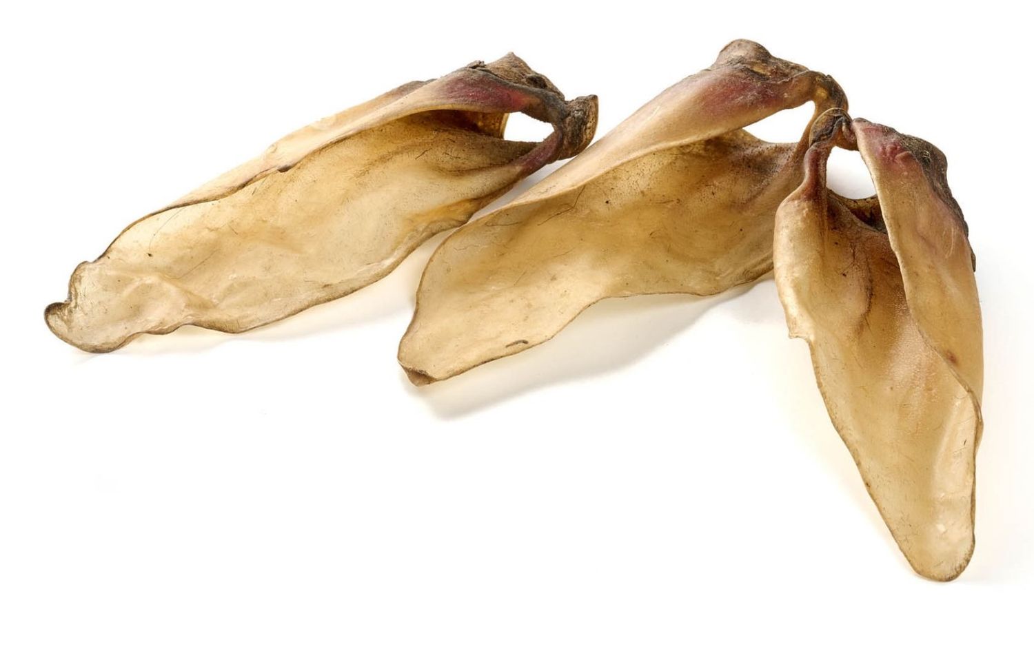 5 OREILLES DE VEAU. M AVEC BASE COQUE