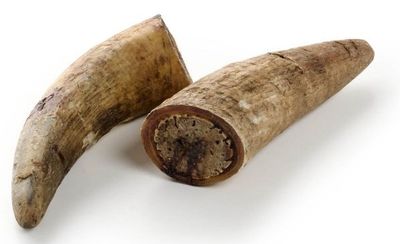 CORNE DE BETAIL AVEC NOYAU A L&#39;UNITE