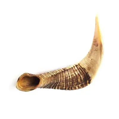 CORNE DE MOUTON VIDE TAILLE M - 1 PIECE