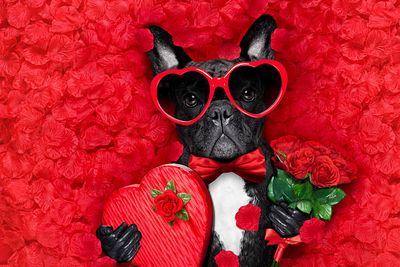 SAINT-VALENTIN POUR CHIEN