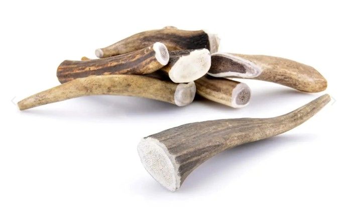 BOIS DE CERF ENTIER TAILLE L